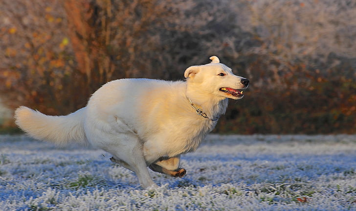 Swiss shepherd dog, câine, cursa, Frost, iarna, rece, alb