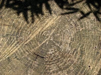 tree grates, annual rings, tree stump, tree, shadow, lichtspiel, light