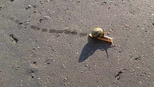 snail, slow, flatworms, asphalt, snails, track, shadow