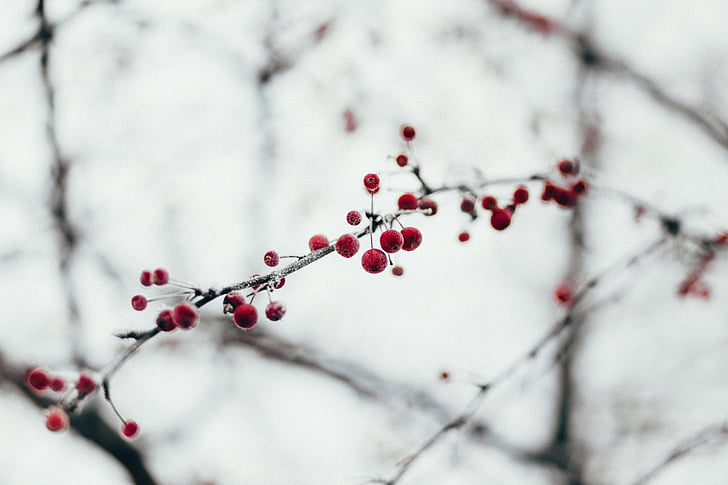 rdeča, sadje, z oznako, drevo, jasno, nebo, sneg