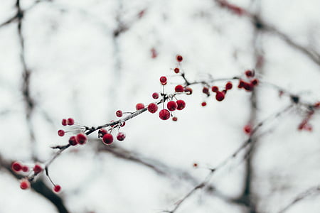 rosso, frutta, cuscinetto, albero, chiaro, cielo, neve