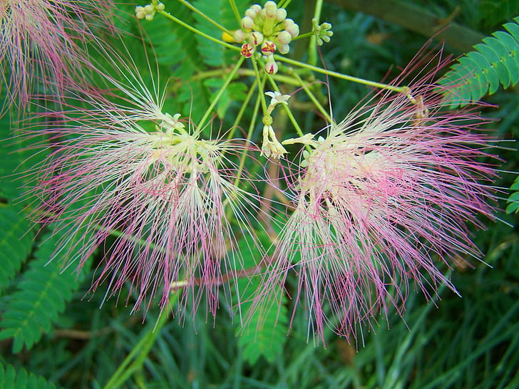 Japonsko hodvábne acacia, ružový kvet, Príroda