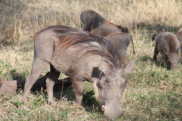 warthogs, Tổng thống Bush, Ethiopia, Thiên nhiên, động vật, lĩnh vực, Meadow