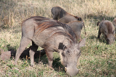 warthogs, Bush, Ethiopia, alam, hewan, bidang, padang rumput