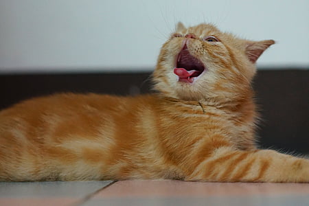 кішка, екзотичні, короткошерста, ПЕТ, помаранчевий