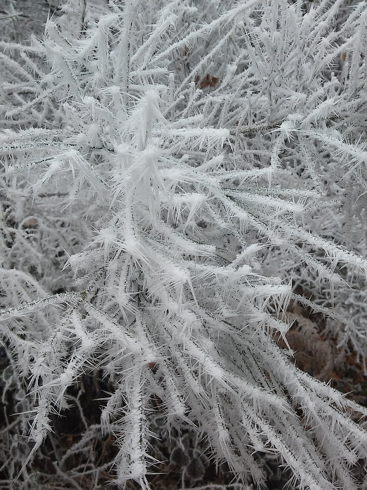 talvel, jää, Frost, talvistel, külm, puud, loodus