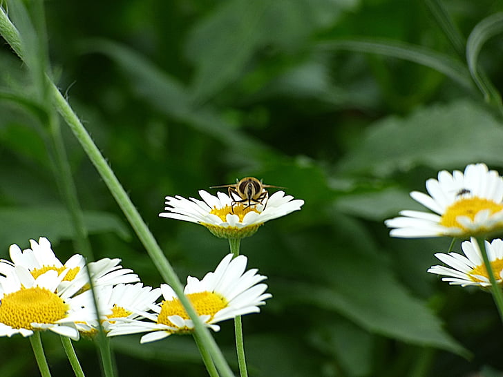έντομο, μέλισσα, άνθος, άνθιση, φύση, λουλούδι, το καλοκαίρι