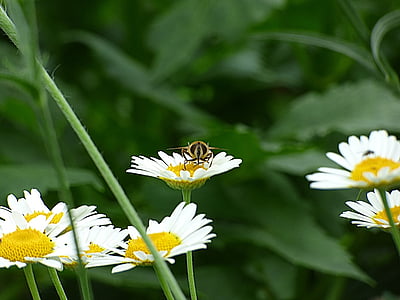 곤충, 꿀벌, 꽃, 블 룸, 자연, 꽃, 여름