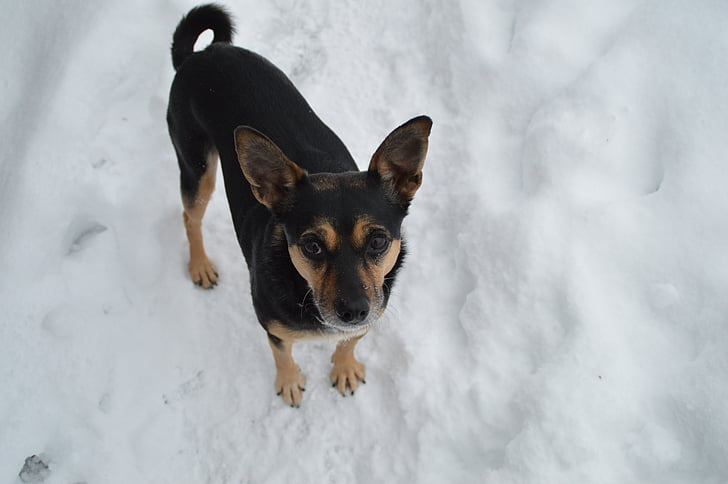 iarna, câine, Terrier, zăpadă