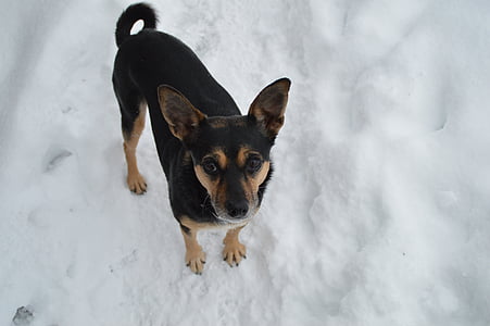 ฤดูหนาว, สุนัข, เทอร์เรียร์, หิมะ