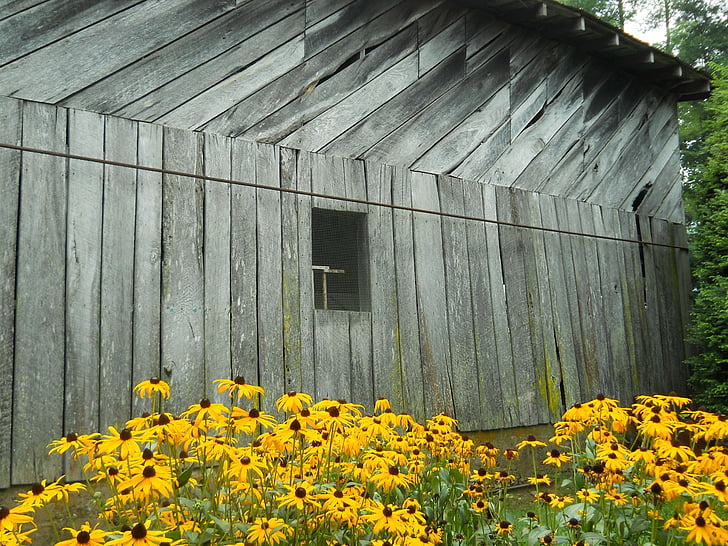 stodola, květiny, země, parta, podzim, stodola dřevo
