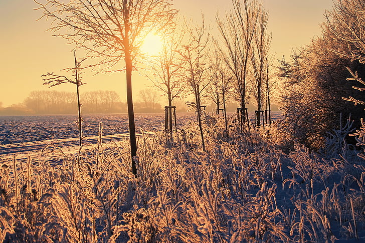 Inverno, sol da manhã, árvores, neve, gelo frio, nevoeiro, humor