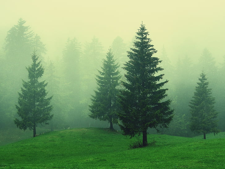 Forest, vysoký, súmraku, stromy, drevo, životné prostredie, Zelená