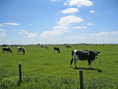 krowy, East frisia, pastwiska, horyzont, zwierzęta