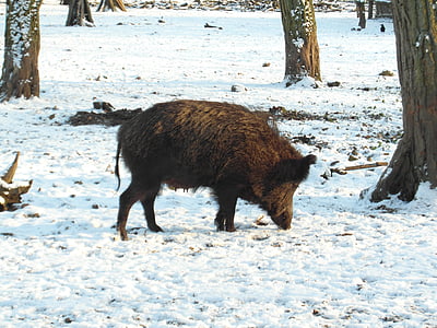 divlja svinja, vepar, Zima, šuma, biljni i životinjski svijet parka, šumarstvo, lov