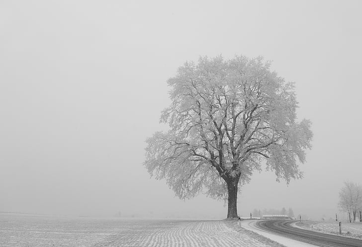árbol, invierno, individualmente, paisaje, distancia, invernal, naturaleza