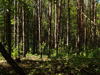 δάσος, πράσινο, χλόη, φύση, σε εξωτερικούς χώρους, Κωνοφόρο δέντρο, πεύκο