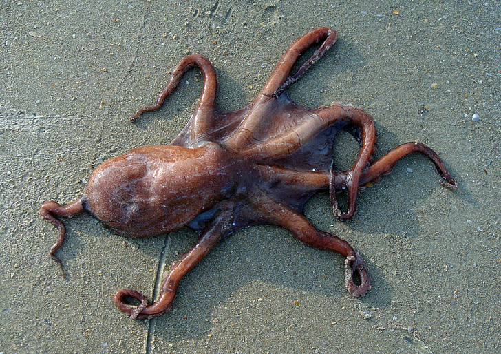 Octopus, Playa, arena, mar, animal, Marina, organismo