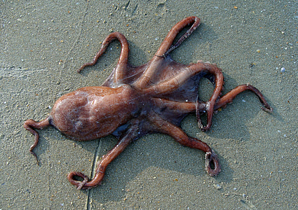 octopus, beach, sand, sea, animal, marine, organism