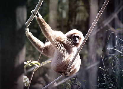 biela-listový gibbon, Monkey, Gibbon, zviera, hylobates lar, Zoo, Viedeň