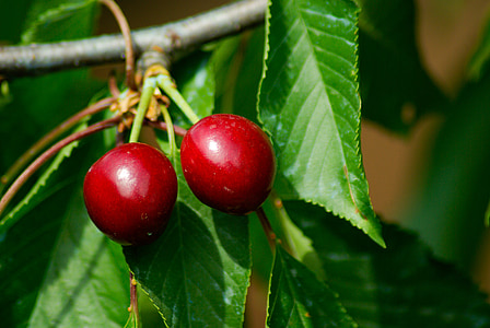 cherries, cherry, red fruits, fruit, red, leaf, nature