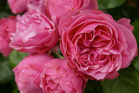 розы, розовый, темно-розовый, Блоссом, Блум, красивая, Роза Блум