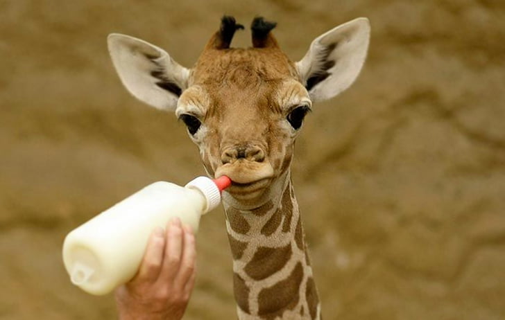 girafa, llet, Nutrició, animal nadó