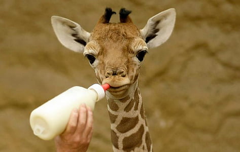 Giraffe, melk, voeding, baby dier