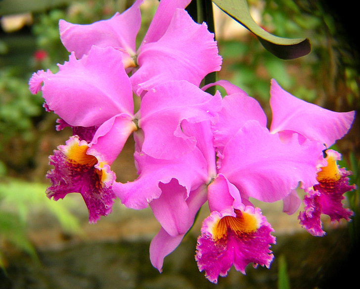 orquideas, púrpura, flor, flores, pétalos de, rosa, amarillo