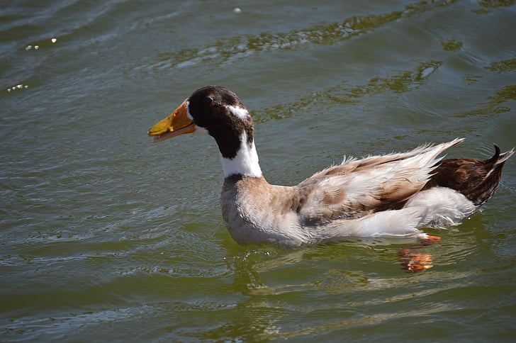 duck, water, outdoor, animal, bird, pond, wings