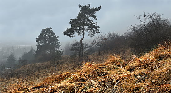 landskap, tidigt på våren, i slutet av vintern, ängar, gräs, dimman, Pine