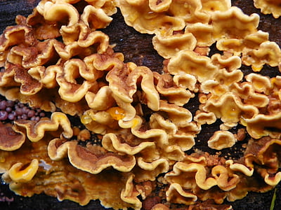 tree fungus, tree, fungus, mushroom, forest, nature