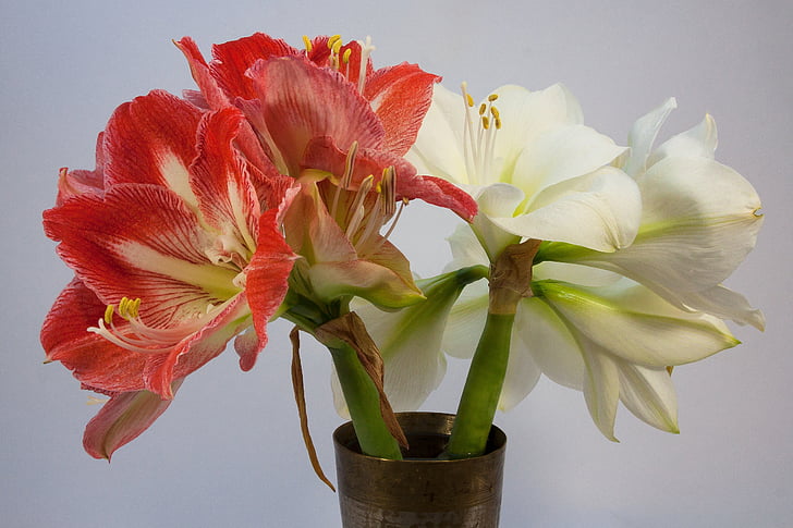 amaryllis, red, white, blossom, bloom, flower, plant