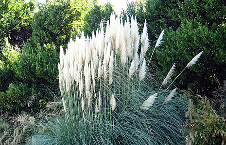 сахара spontaneum, дикого сахарного тростника, kans трава, цветок, Флора, США, Америки