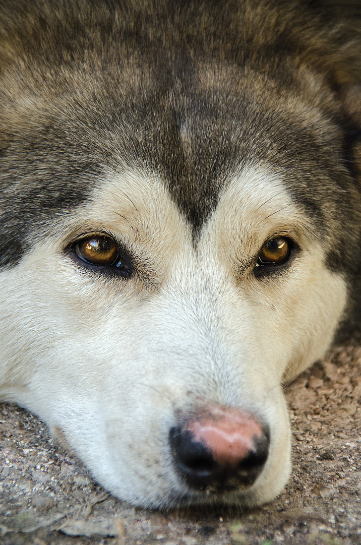 gos, Huskies, Sibèria, animal, animals de companyia, gos purebred, canina