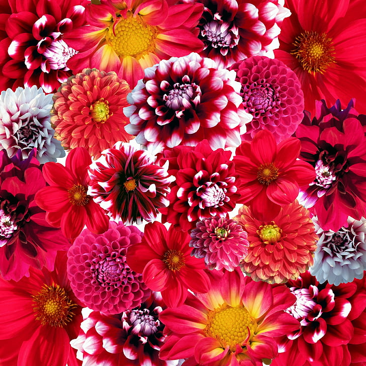 Bloom, květ, Flora, květiny, Příroda, rostliny