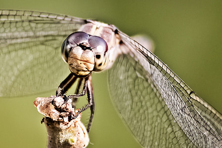 Dragonfly, Odonata, Příroda, hmyz, volně žijící zvířata, zvíře, zvířecí křídlo