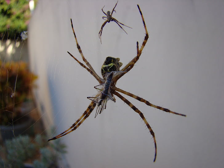 pók, Arachnid, Web, természet, rovar, Arachnophobia