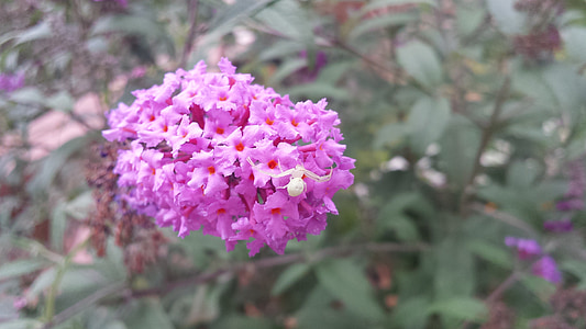 spin, bloem, Butterfly bush, vlinders, insect, insecten