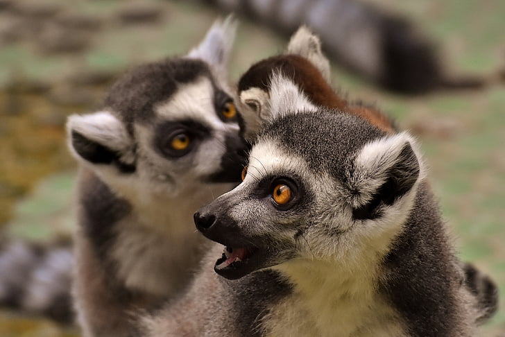 Lemur, Familj, Söt, APE, djur, vilda djur, Tierpark hellabrunn