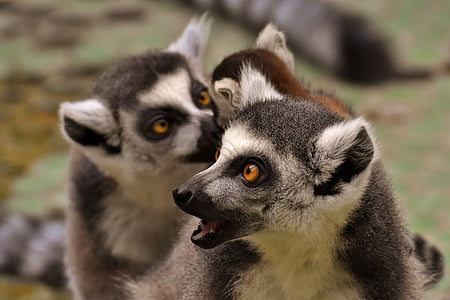 Lemur, familie, schattig, aap, dier, wild dier, Tierpark hellabrunn
