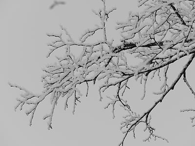 hoarfrost, aesthetic, iced, branches, branch, frost, ice