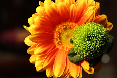 bokeh, close-up, natureza, flor, cor laranja, beleza na natureza, cabeça de flor