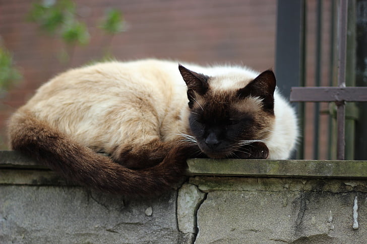 gato durmiendo, al aire libre, pared, mezcla de siamés, lindo, furry, mascota
