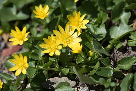 celidonia, amarillo, flores amarillas, flores, flores de primavera, flores amarillas de primavera, jardín