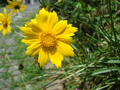 λουλούδι, Κήπος, φύση, άνοιξη, Κίτρινο, κίτρινο λουλούδι, λουλούδια