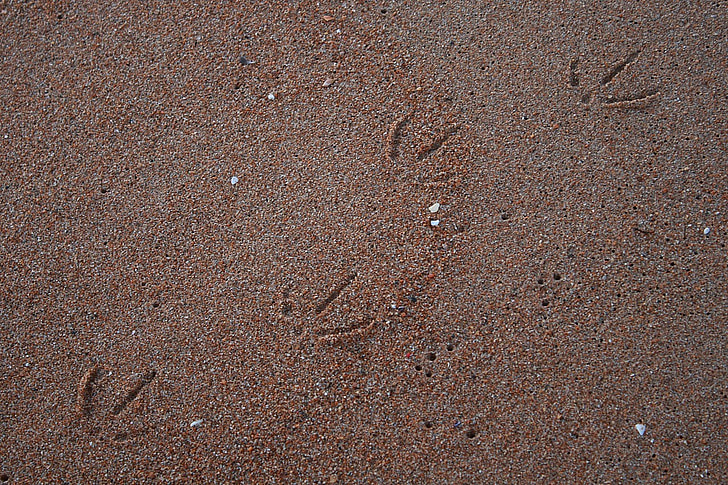 seagull, beach, sand, shore, tracks, brown, background
