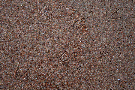 seagull, beach, sand, shore, tracks, brown, background
