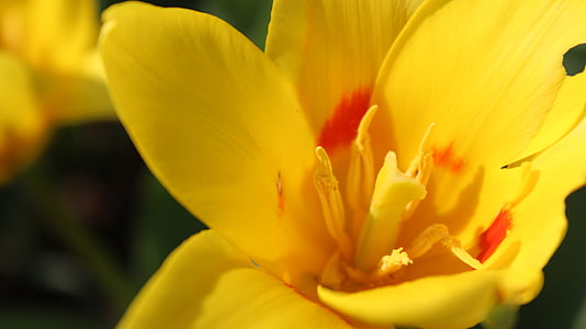 цветок, желтый, Желтые цветы, Природа, Весна, Лето, Блоссом