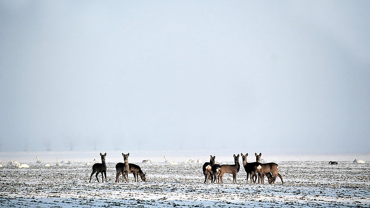wintry, deer, wild, fallow deer, snow, hazy, slurry